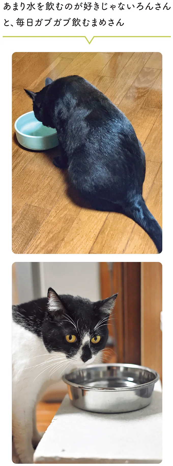 『黒猫ろんと暮らしたら7』より