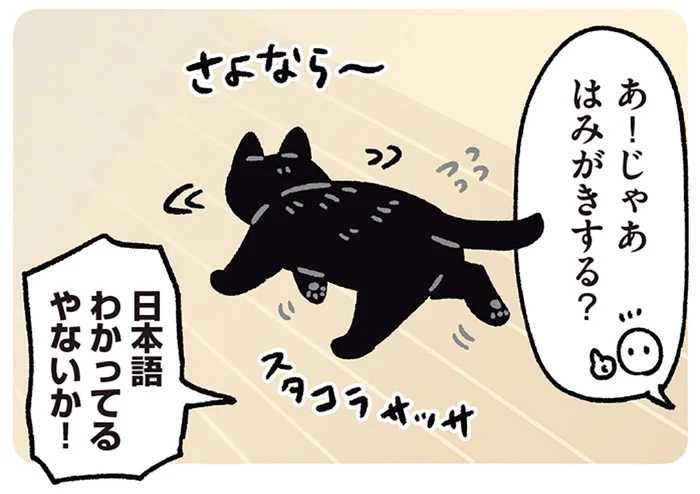 人間語講座が開けるほど!? 飼い主の言葉が通じる黒猫ろん