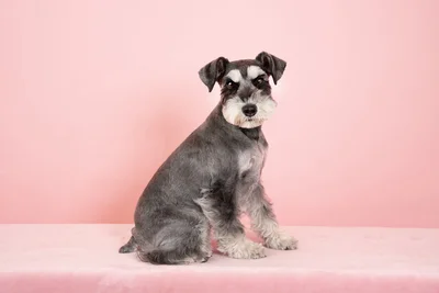 ふわふわ毛並みのミニチュアシュナウザー