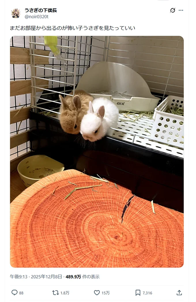 まだお部屋から出るのが怖い子うさぎ▶ぷるぷる…（⇒次へ）