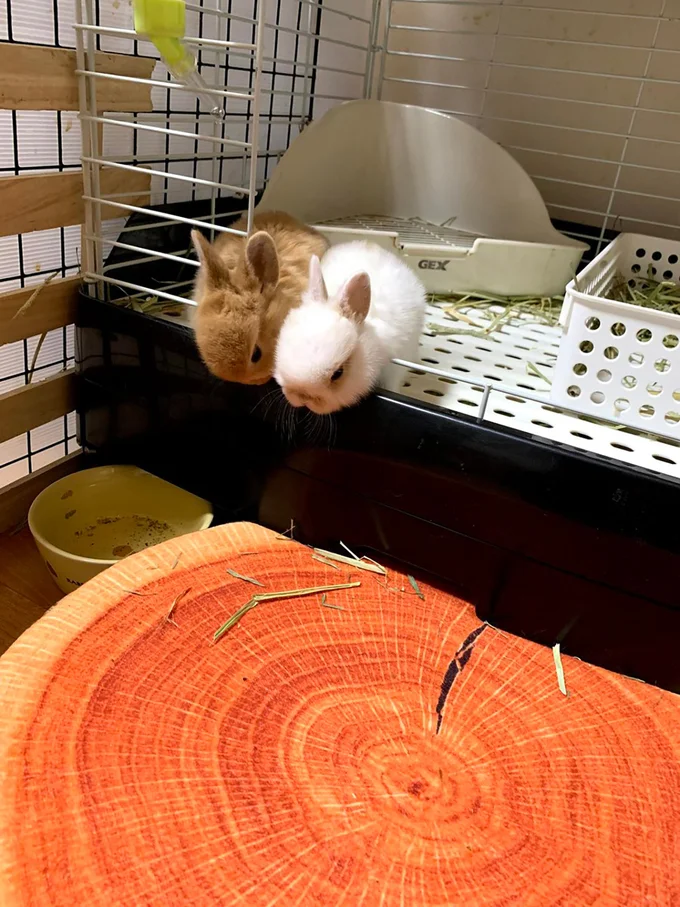 ぴったりくっついていてかわいい…！▶お部屋の中では（⇒次へ）