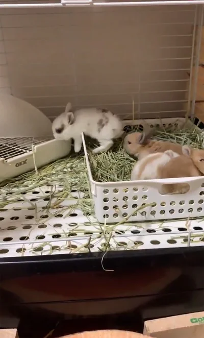 わちゃわちゃと動く子うさぎたち▶元気いっぱい！（⇒次へ）