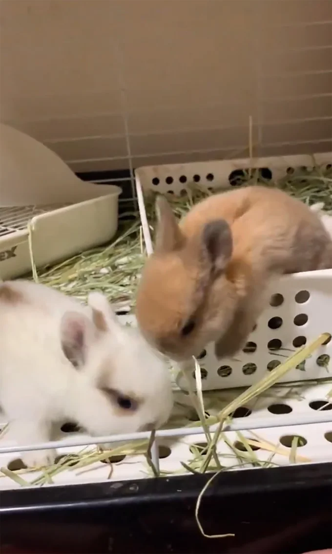 においを嗅いでる…？▶みっちり集まって…（⇒次へ）