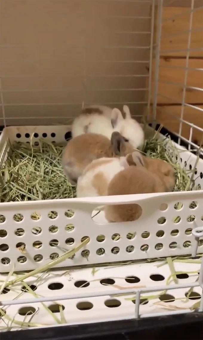 うさぎ密度100%▶迫力満点！（⇒次へ）