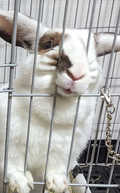 大きく育ったはなまめちゃん▶生まれたばかりの（⇒次へ）