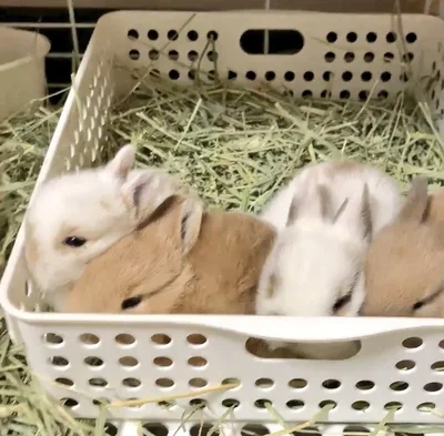 生後一カ月時代▶お母さんの姿（⇒次へ）