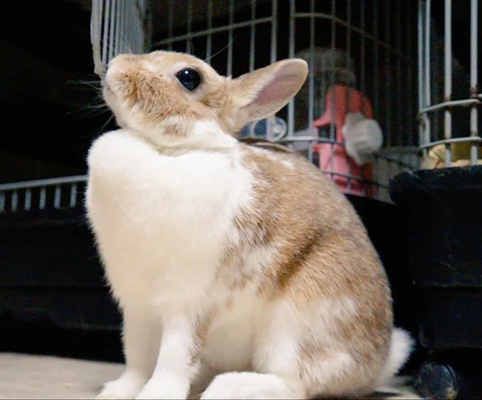 子うさぎちゃん達のママ▶お父さんの姿（⇒次へ）