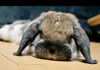 子うさぎちゃん達のパパのノワールくん▶お耳がキュート！（⇒次へ）