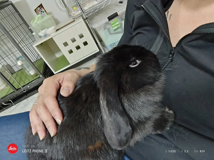 フレンチロップの炭ちゃん▶もっふもふ（⇒次へ）