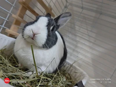 もっちりかわいいうずらちゃん▶あまりのかわいさに…（⇒次へ）