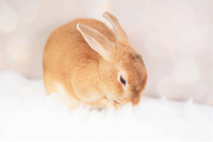 子うさぎ達のかわいさが話題に