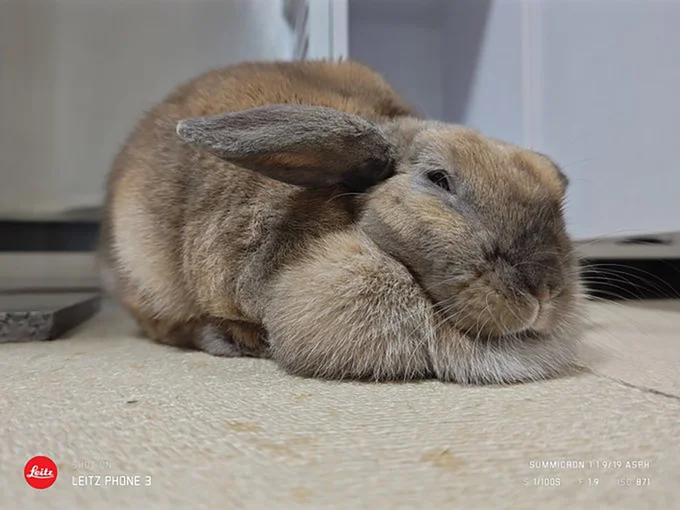 眠くて仕方がないとらまめちゃん▶睡魔に身をゆだねて…（⇒次へ）