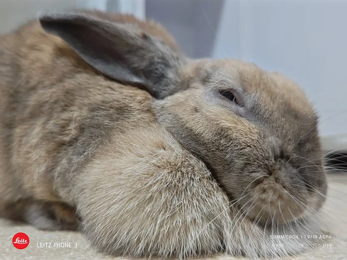 すやすやとらまめちゃん▶7年経っても…（⇒次へ）