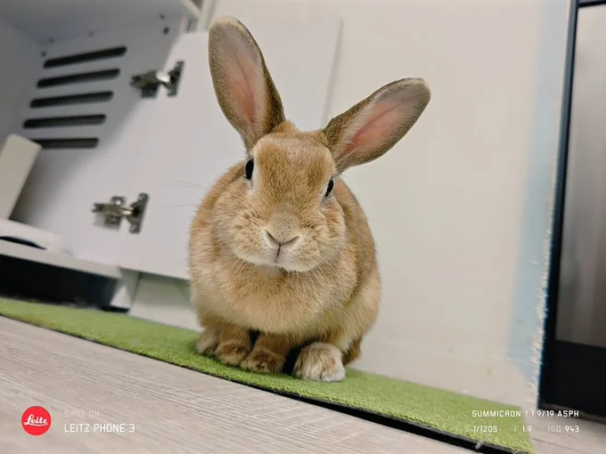 かわいい子うさぎ時代から、ずっとかわいいですね！（次画像からSNSで話題の飼いうさぎ・うにまるとの日々を描いた『うちのうさぎは今日ものんびり』が読めます）