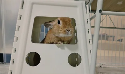 イスの下に入っていると…▶参戦！（⇒次へ）