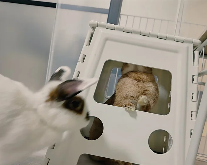 自分も入りたくてやってきたはなちゃん▶入れてほしいけど…（⇒次へ）