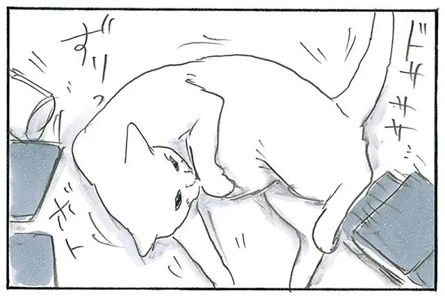 読書する飼い主の目の前に参上！ 机のものをどかしても手に入れたい場所