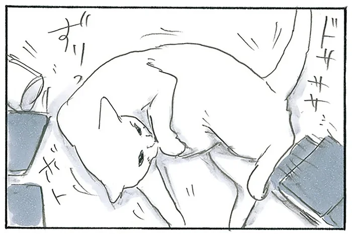 読書する飼い主の目の前に参上！ 机のものをどかしても手に入れたい場所