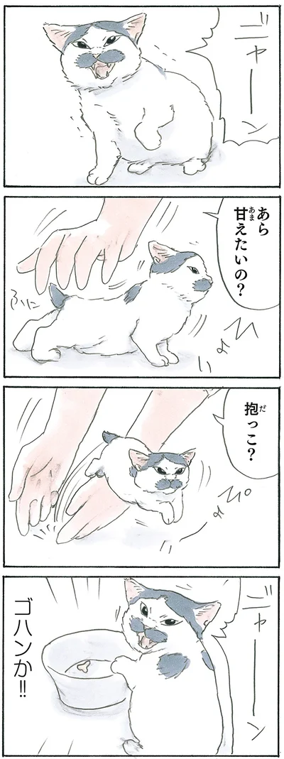 『拾い猫のモチャ7』より