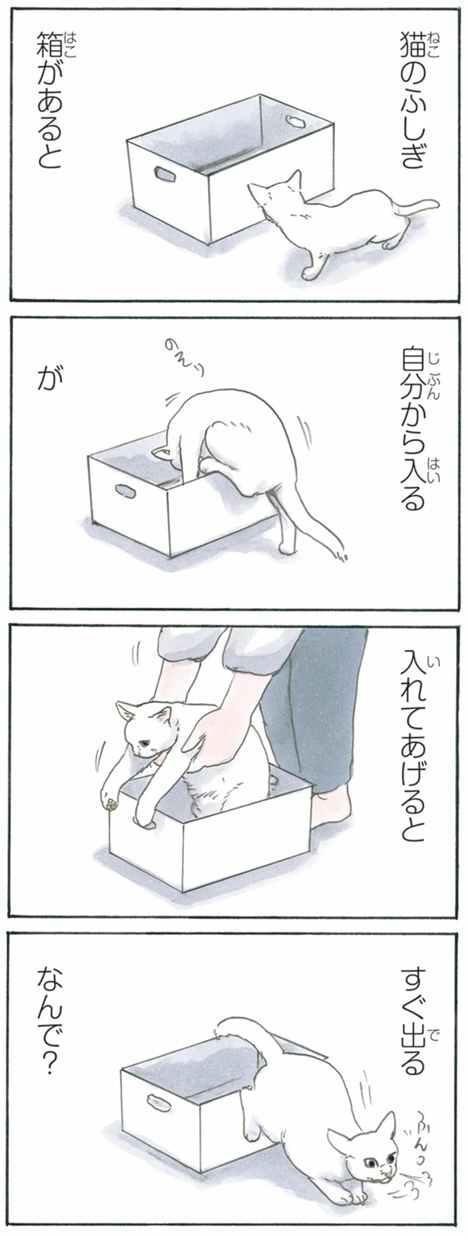 猫のふしぎ