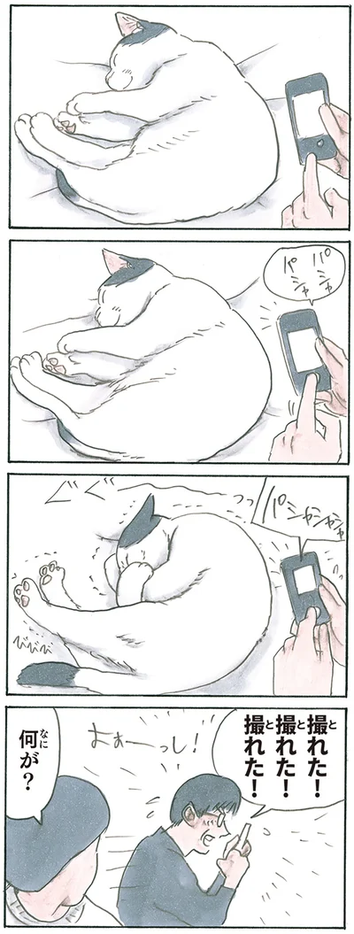 『拾い猫のモチャ8』より