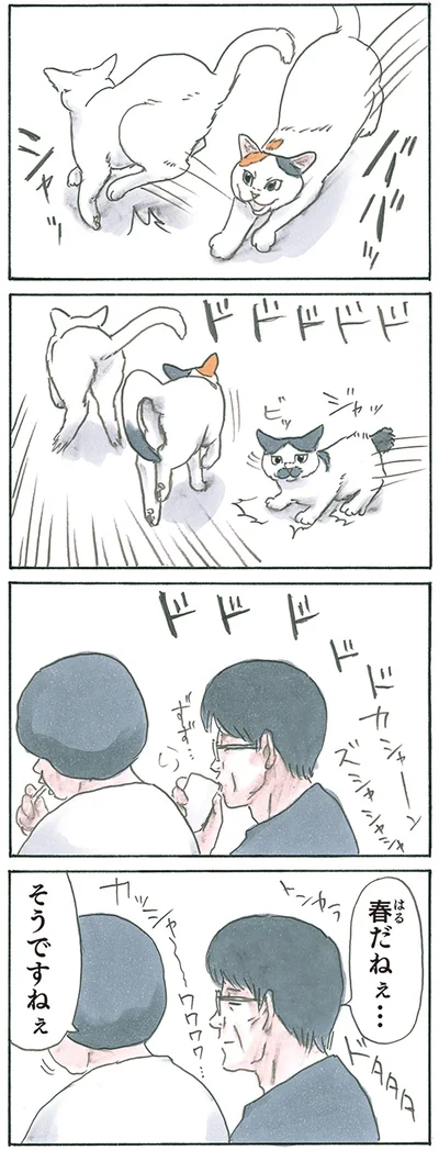 『拾い猫のモチャ8』より