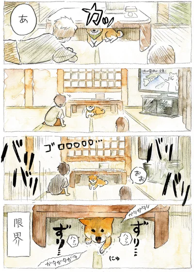 『柴犬ぽんちゃん、今日もわが道を行く』より