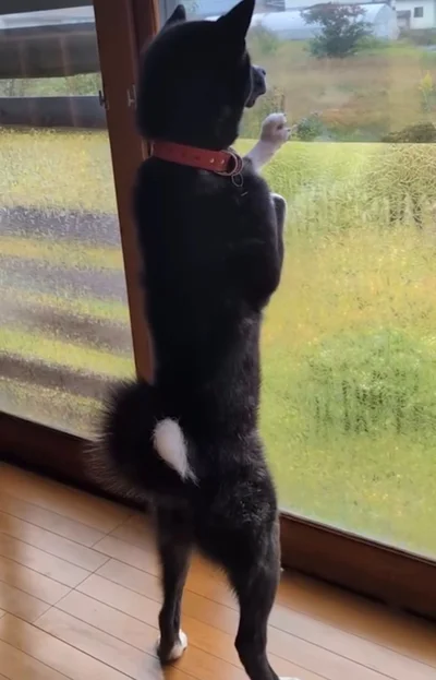 後ろ足で立ち、窓の外をじっと見つめるお殿水くん（⇒次へ）