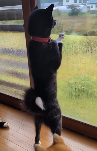 真剣に外を見続けている▶飼い主さんが近づくと…（⇒次へ）