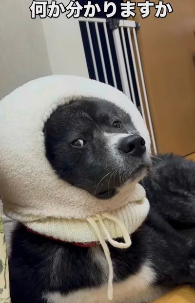 迫力ある団子姿のお殿水くん▶（次画像からマイペースな柴犬との実録をえがいた『柴犬ぽんちゃん、今日もわが道を行く』が読めます）