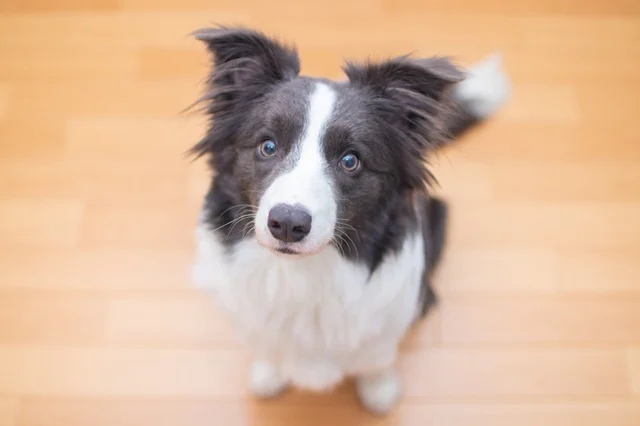 じっとしているボーダーコリー(⇒次へ)