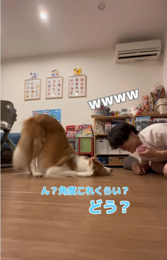 お尻の角度を調整しちゃうラスカル君▶「立て」を伝えてみるも…?(⇒次へ)