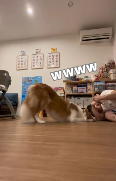 やっぱりお尻だけたっちゃうラスカル君▶嫌がらず自分から来ます（⇒次へ）