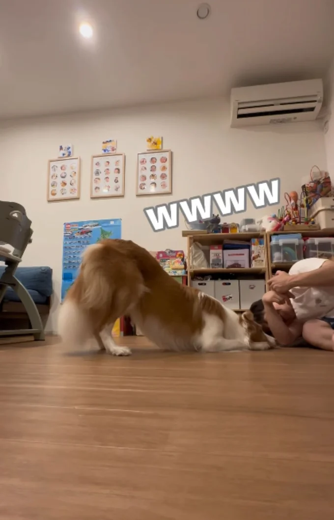 やっぱりお尻だけたっちゃうラスカル君▶嫌がらず自分から来ます(⇒次へ)