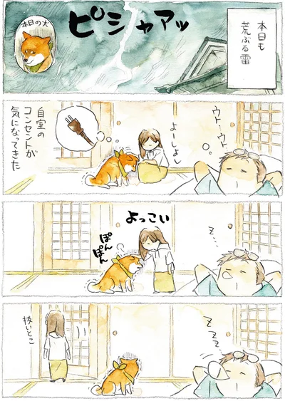 『柴犬ぽんちゃん、今日もわが道を行く』より