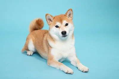 なにかを見つめている柴犬（⇒次へ）