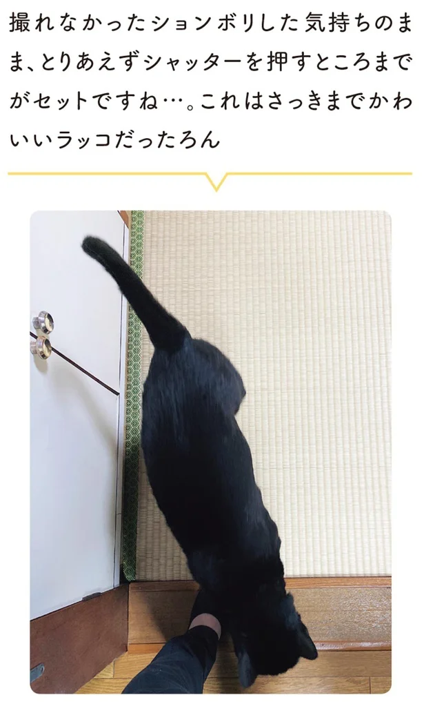 『黒猫ろんと暮らしたら3』より