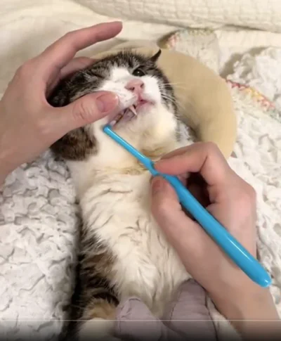 長い時間をかけて培ってきた飼い主さんとの絆を感じます！▶トイレ後だって、（⇒次へ）