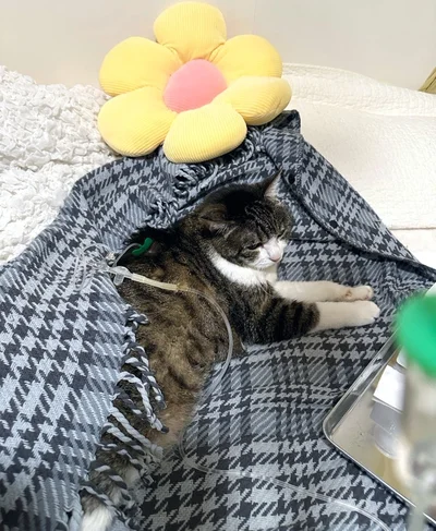 自宅で体温近くまで湯煎した輸液を点滴する必要があるそうです。▶体調管理のための体重測定も（⇒次へ）