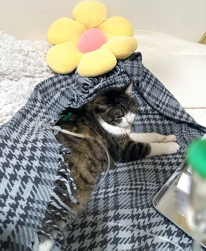 自宅で体温近くまで湯煎した輸液を点滴する必要があるそうです。▶体調管理のための体重測定も（⇒次へ）