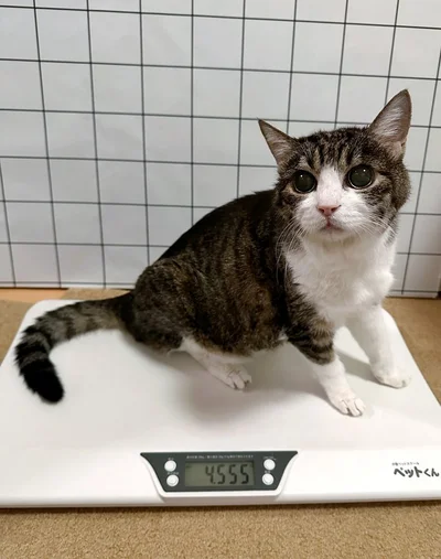 欠かせない！この日は少し体重が増えていたようです。やったね！▶飼い主さんへの信頼からか、いくつになっても（⇒次へ）