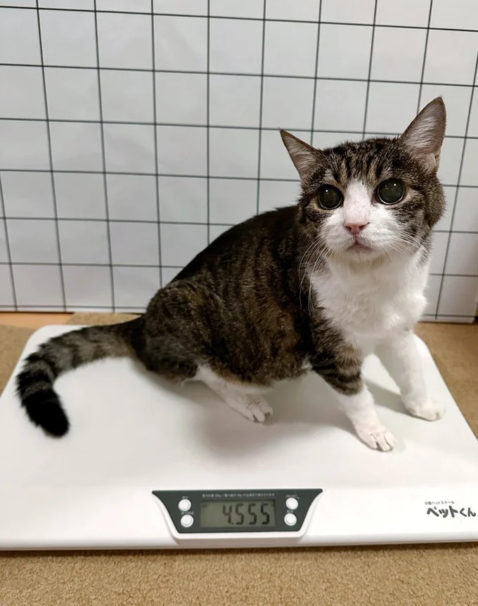 欠かせない！この日は少し体重が増えていたようです。やったね！▶飼い主さんへの信頼からか、いくつになっても（⇒次へ）