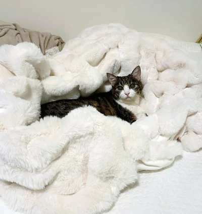 毛布の中でも高貴な雰囲気！▶ちなみにハイシニアになると、（⇒次へ）