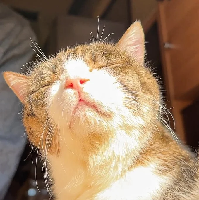 神々しい「ゴールデンネコチャン」に!光り輝いてる!▶そんな菊千代ちゃんは、人間換算すると104歳!なので(⇒次へ)