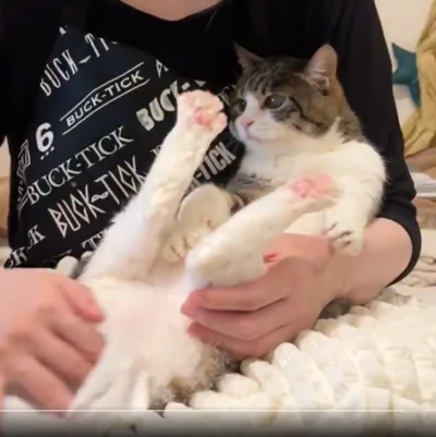 「カイヌシが綺麗にするのであろ？」という態度！▶歳を取ると当然猫ちゃんも弱ってくるので（⇒次へ）