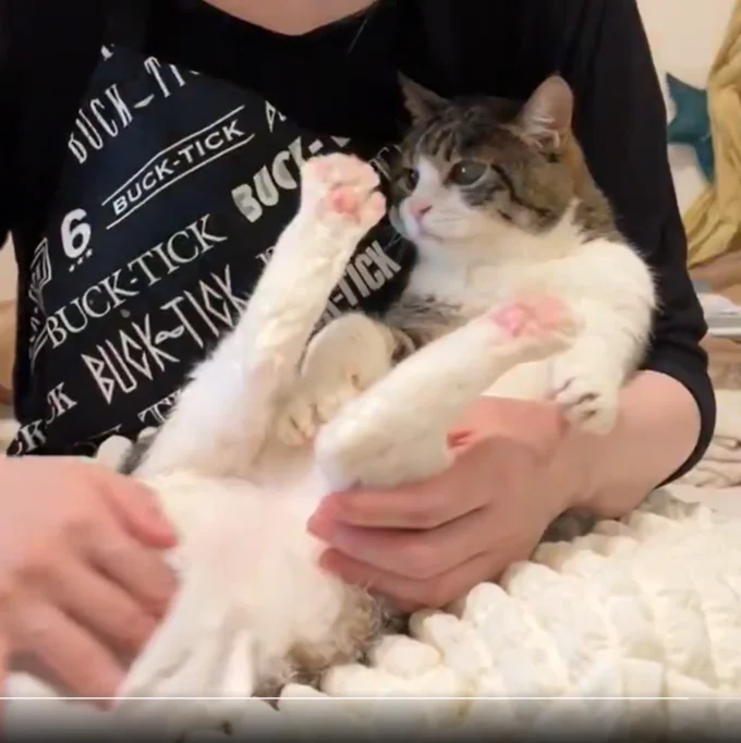 「カイヌシが綺麗にするのであろ？」という態度！▶歳を取ると当然猫ちゃんも弱ってくるので（⇒次へ）