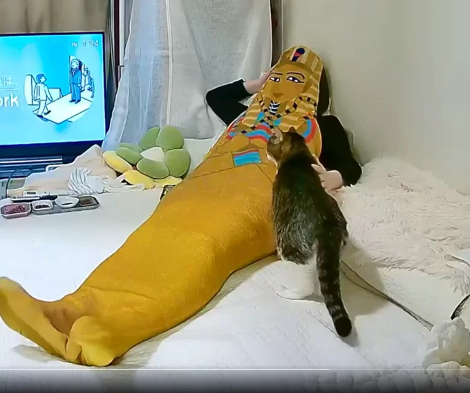 飼い主さんはファラオ!?菊千代ちゃんも不審がっています(笑)▶バステト神な菊千代ちゃんの肉球は…?
