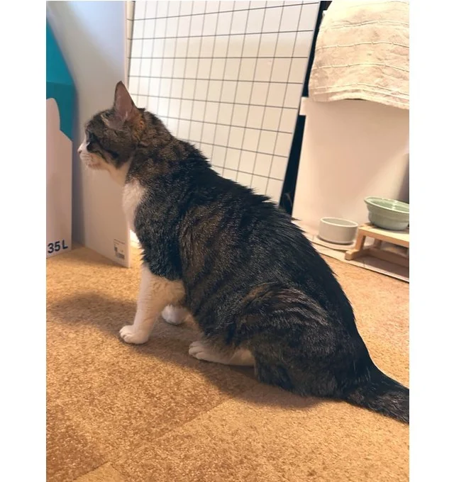 猫背が緩やかになるそうです。い、意外！でもこれはこれで美しいですね。▶そのなだらかな猫背は（⇒次へ）