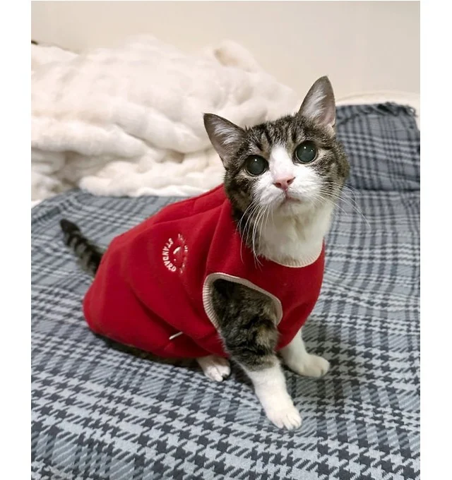 まるでエジプトの神様！？ アイテム1つで変身した猫ちゃんの姿に