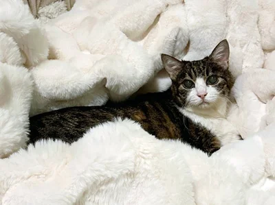 穏やかな表情を浮かべている猫・菊千代ちゃん！▶とあるアイテム一つでエジプト神に大変身！？（⇒次へ）